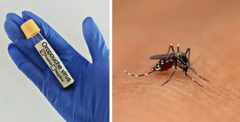 فيروس خطير ينقله البعوض يهدد أمريكا الجنوبية.. ما هو أوروبوش؟