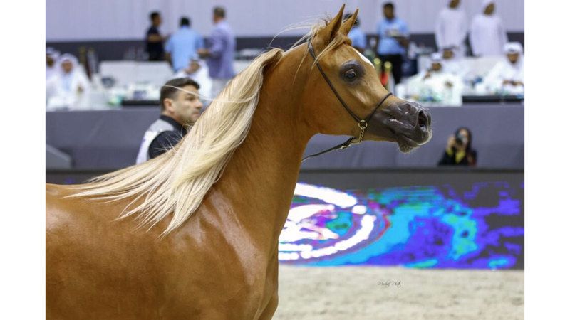 الامارات | «دبي الدولية للجواد العربي» تنطلق اليوم بمشاركة 124 خيلاً