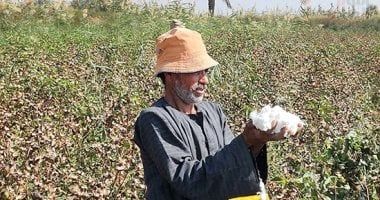 6 توصيات من وزارة الزراعة خلال شهر مارس لمزارعى القطن.. تعرف عليها