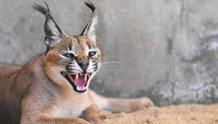 هجوم الوشق المصري: إصابات خطيرة بين الجنود الإسرائيليين وكواليس لم تُروَ بعد