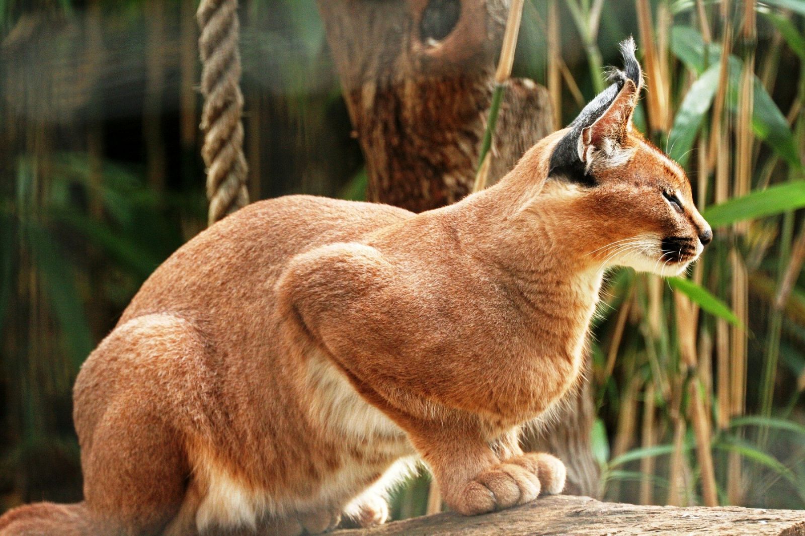 ما قصة الحيوان المصري المفترس الذي هاجم جنود إسرائيل؟