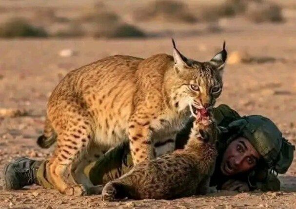 الوشق المصري يهاجم جيش الاحتلال الإسرائيلي: حقائق مذهلة تكتشفها!