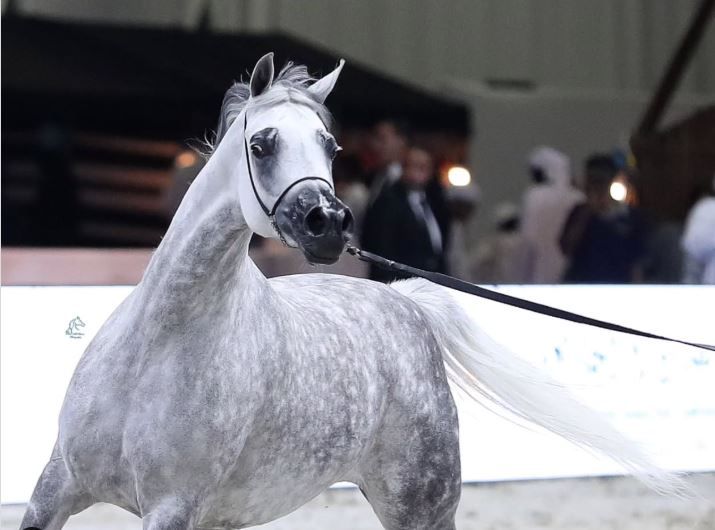 الامارات | خيول الإمارات تستعرض جمالها في «دولية دبي للجواد العربي».. والختام الأحد