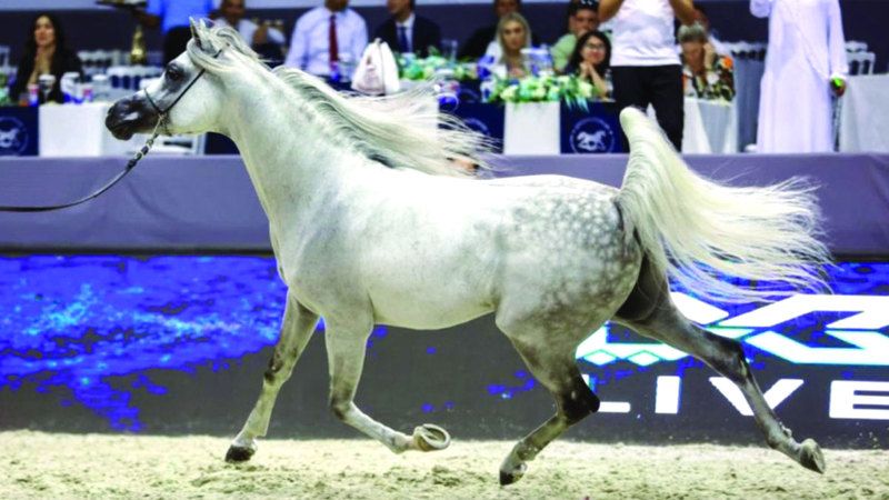 الامارات | «دبي الدولية للجواد العربي» تختتم منافساتها غداً