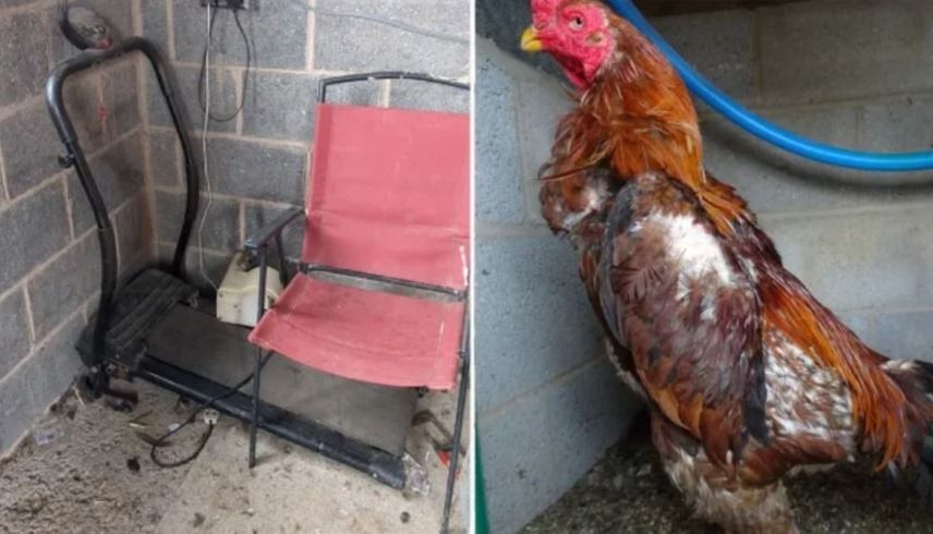 الامارات | السجن لبريطانيين أجبرا الديوك على الجري على جهاز مشي .. لتقوية لياقتها البدنية