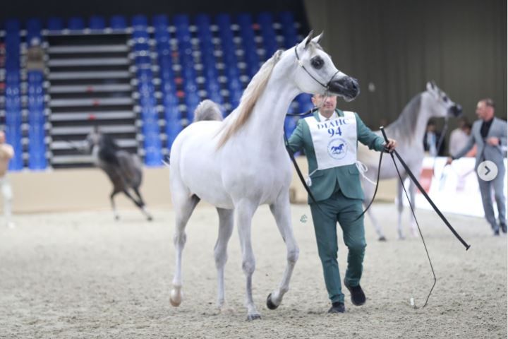 الامارات | مربط دبي يتنزع لقبين في «دولية دبي للجواد العربي»