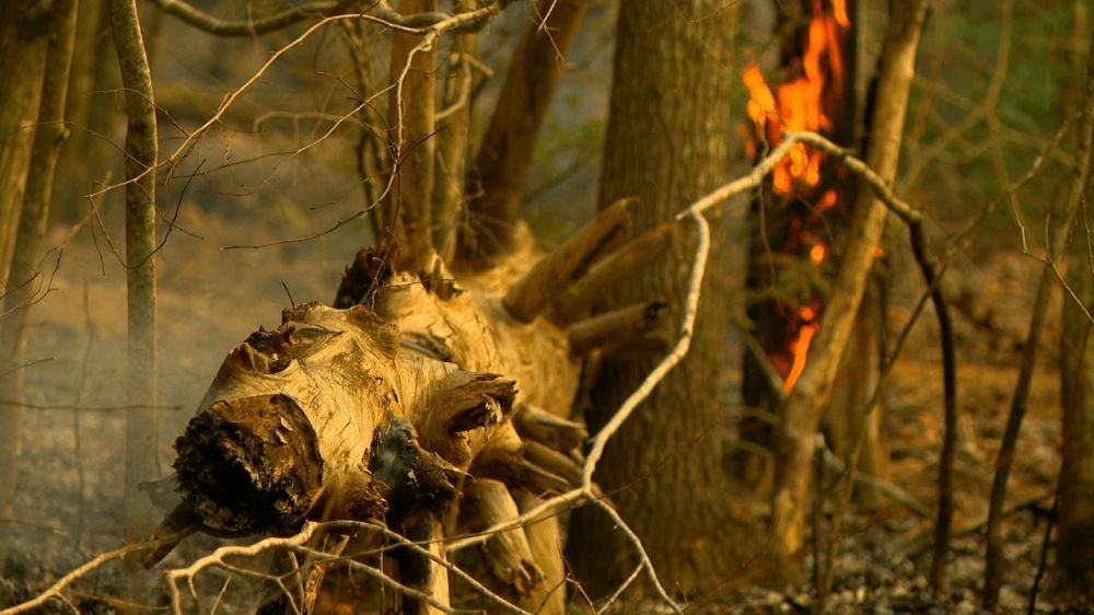 صور| إخلاء إجباري في ولاية نورث كارولينا بسبب حرائق الغابات