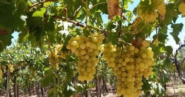 توصيات هامة من وزراة الزراعة لمزارعى العنب.. تعرف عليها