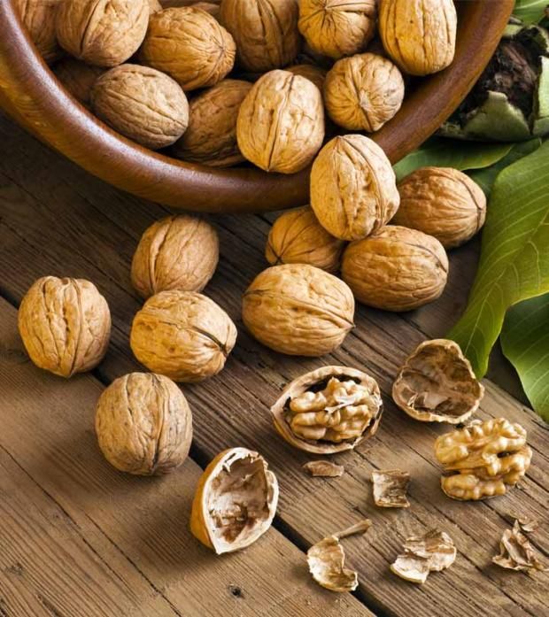 فوائد مذهلة لعين الجمل.. كيف تستفيد منه في نظامك الغذائي اليومي؟