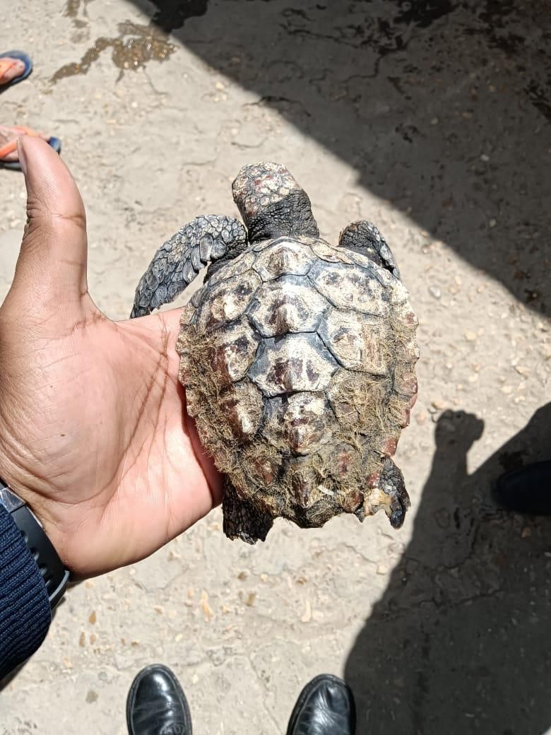 وزارة البيئة تعلن إنقاذ 4 سلاحف بحرية فى دمياط ونقلهم لمحمية أشتوم الجميل