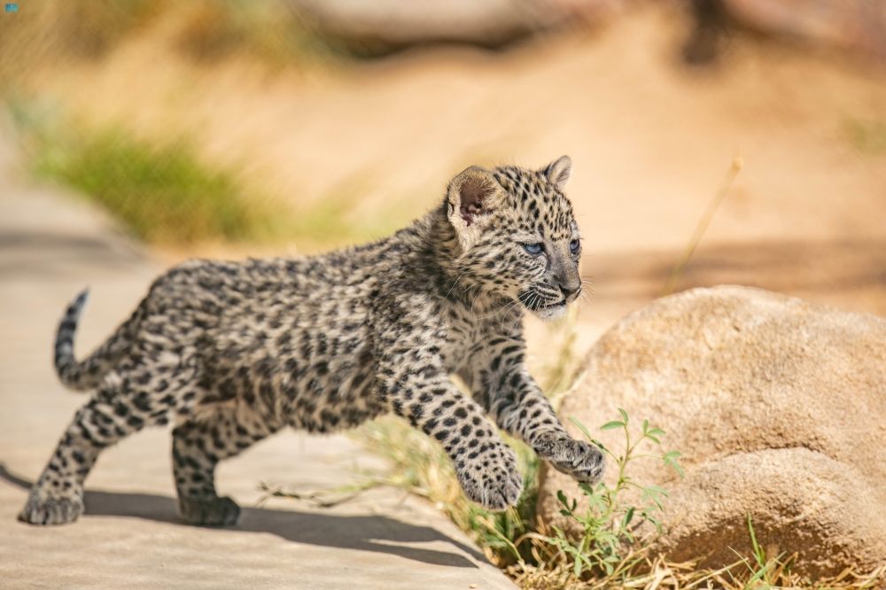 مبادرة السعودية الخضراء.. طريق المملكة للوصول إلى الحياد الصفري