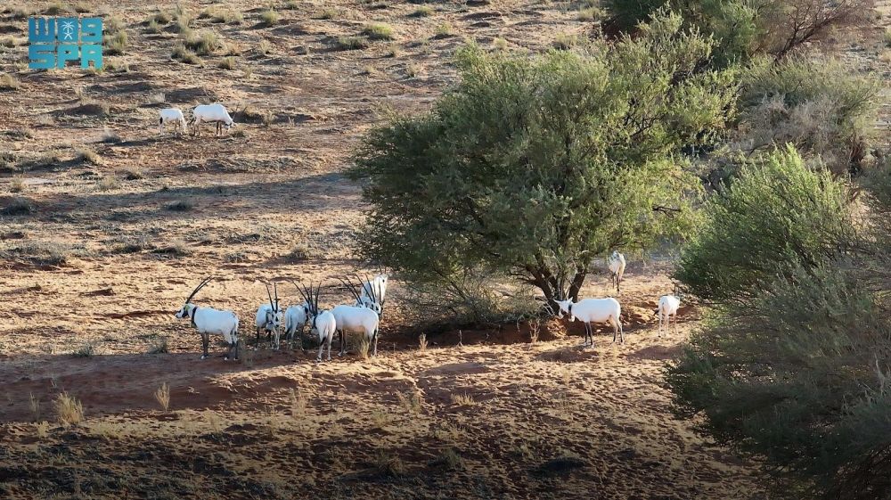 مبادرة السعودية الخضراء.. طريق المملكة للوصول إلى الحياد الصفري