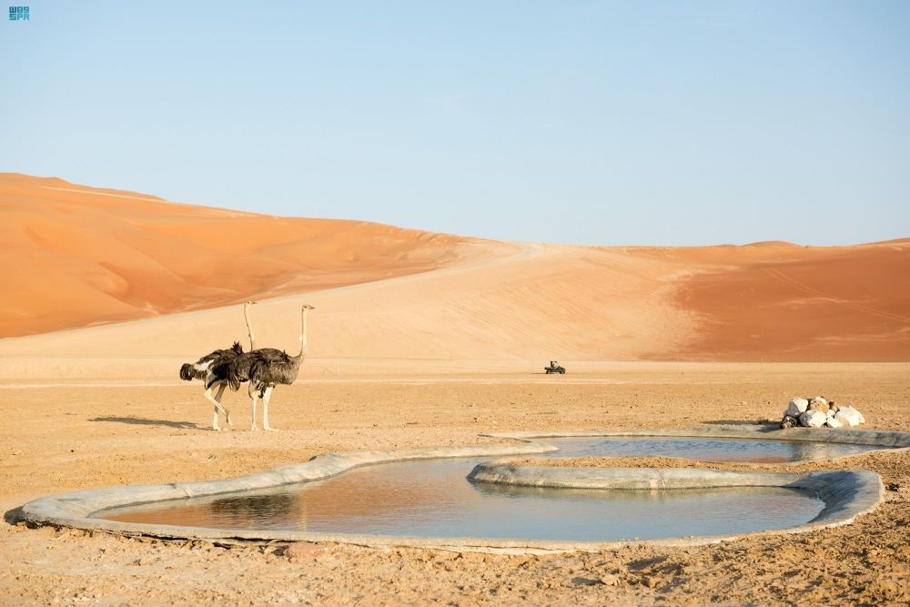 مبادرة السعودية الخضراء.. طريق المملكة للوصول إلى الحياد الصفري