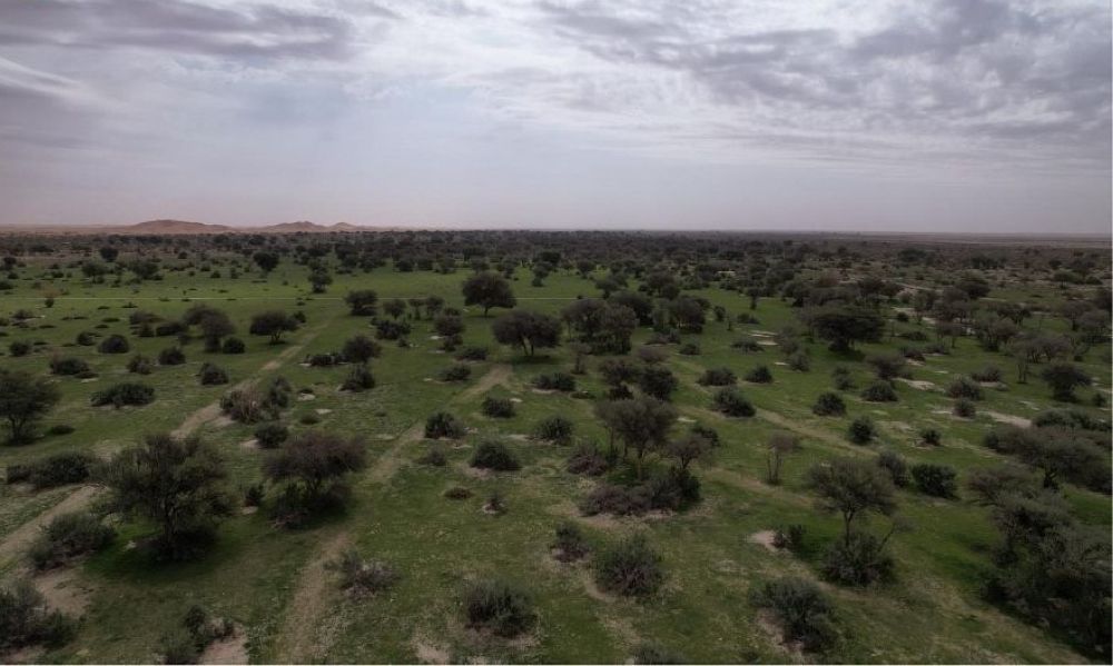 مبادرة السعودية الخضراء.. طريق المملكة للوصول إلى الحياد الصفري