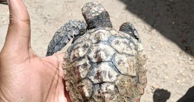 وزارة البيئة تعلن إنقاذ 4 سلاحف بحرية فى دمياط ونقلهم لمحمية أشتوم الجميل