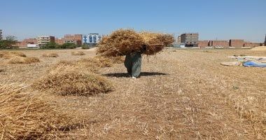 نصائح من الزراعة لمزارعى القمح عند الحصاد.. تعرف عليها
