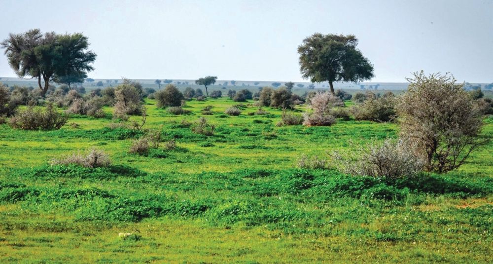 اليوم.. المملكة تحتفي بيوم مبادرة السعودية الخضراء