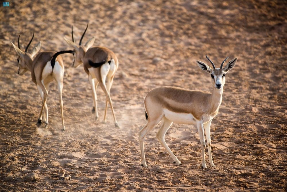 مبادرة السعودية الخضراء.. طريق المملكة للوصول إلى الحياد الصفري