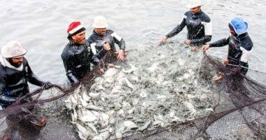 جهاز حماية البحيرات يعلن حجم الإنتاج من مزارعه السمكية خلال أسبوع