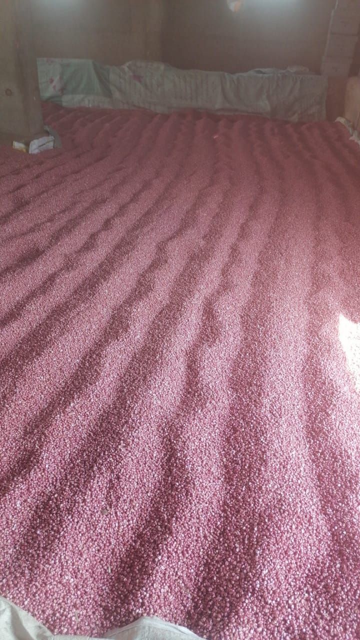 الزراعة: ضبط مخازن لتعبئة تقاوى الذرة مجهولة المصدر فى الشرقية