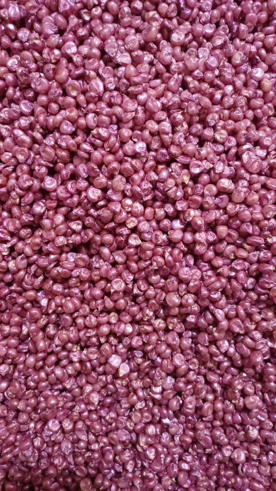 الزراعة: ضبط مخازن لتعبئة تقاوى الذرة مجهولة المصدر فى الشرقية