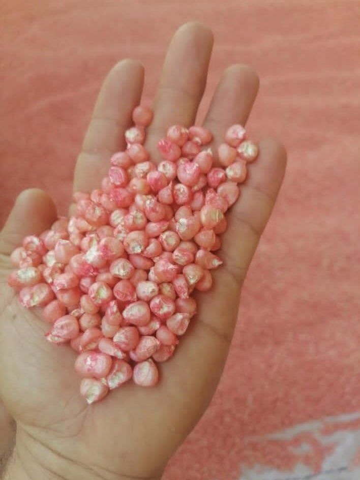 الزراعة: ضبط مخازن لتعبئة تقاوى الذرة مجهولة المصدر فى الشرقية