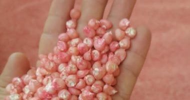 الزراعة: ضبط مخازن لتعبئة تقاوى الذرة مجهولة المصدر فى الشرقية