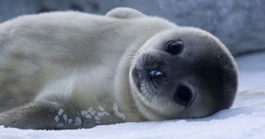 تكنولوجيا: دراسة تكشف الفقمة الرمادية قادرة على تتبع مستوى الأكسجين فى الدم لمنع الغرق