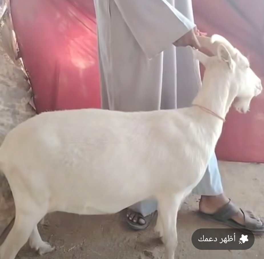 شاهد بالصورة والفيديو.. بيع “ماعز” هولندية في مزاد بأحد الأسواق السودانية بسعر 3 ألف و 200 دولار ما يعادل أكثر من 9 مليار جنيه سوداني