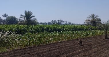 الزراعة: انتشار مهندسى حماية الأراضى لمنع وإزالة التعديات بإجازة عيد الفطر