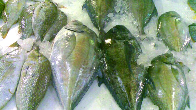 الامارات | اعتدال طقس «مارس» يزيد إنتاج صيادي الأسماك