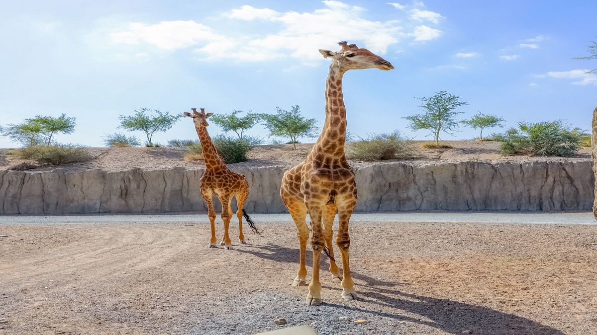 الامارات | أين تذهب خلال العيد في الشارقة.. 6 وجهات تناسب جميع الأذواق