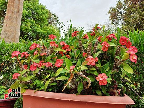 مصريون وأجانب.. تكدس جماهيرى داخل الحديقة النباتية النادرة بأسوان.. صور