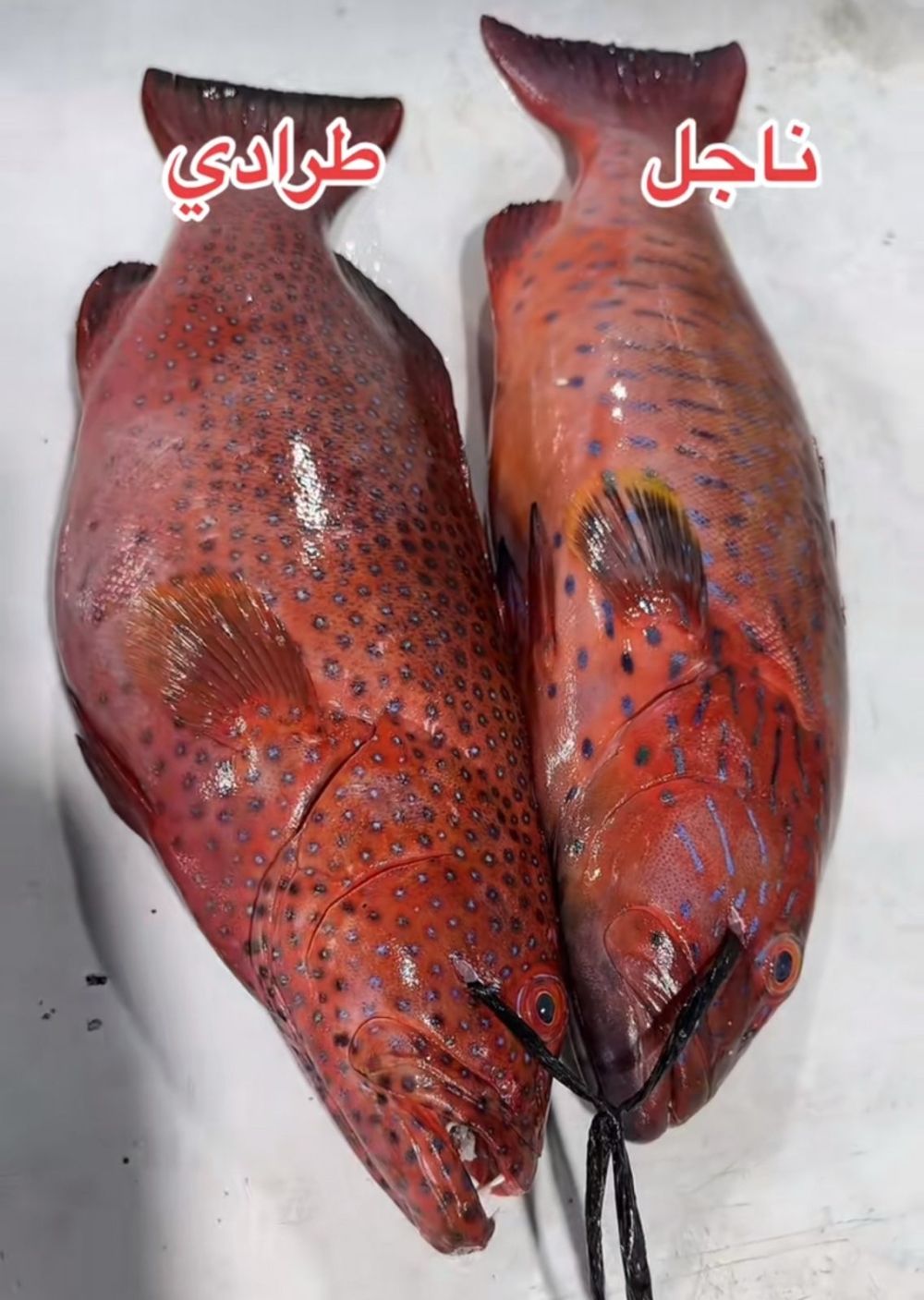 اليوم.. حظر صيد الناجل والطرادي على ساحل البحر الأحمر لمدة شهرين