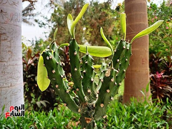 مصريون وأجانب.. تكدس جماهيرى داخل الحديقة النباتية النادرة بأسوان.. صور