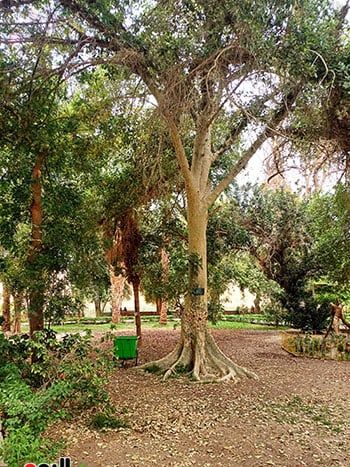 مصريون وأجانب.. تكدس جماهيرى داخل الحديقة النباتية النادرة بأسوان.. صور