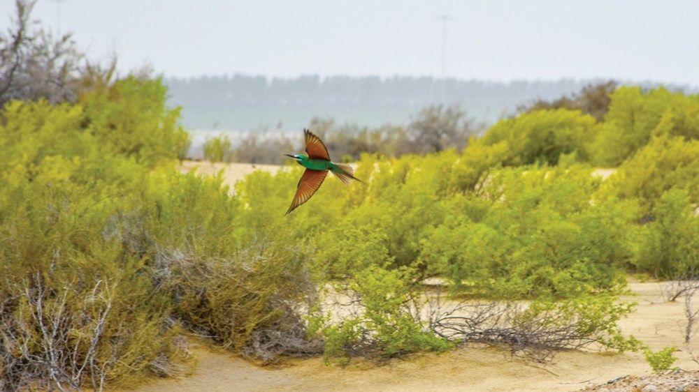 «برقا الصقور» في أبوظبي توفر الحماية لـ 120 كائناً حي
