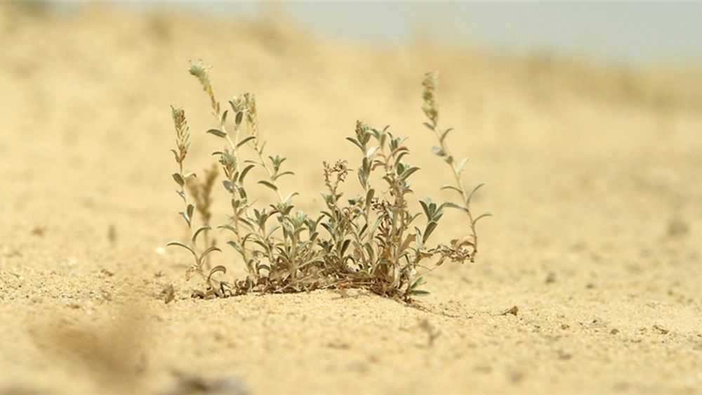 «برقا الصقور» في أبوظبي توفر الحماية لـ 120 كائناً حي