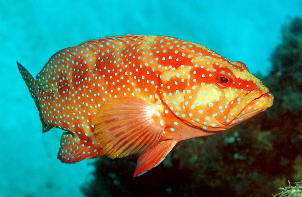 اليوم.. حظر صيد الناجل والطرادي على ساحل البحر الأحمر لمدة شهرين