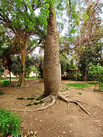 مصريون وأجانب.. تكدس جماهيرى داخل الحديقة النباتية النادرة بأسوان.. صور