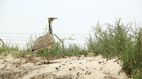 «برقا الصقور» في أبوظبي توفر الحماية لـ 120 كائناً حي