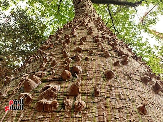 مصريون وأجانب.. تكدس جماهيرى داخل الحديقة النباتية النادرة بأسوان.. صور