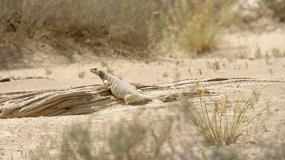 «برقا الصقور» في أبوظبي توفر الحماية لـ 120 كائناً حي