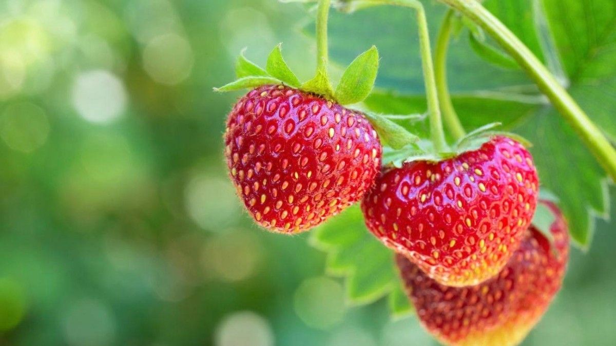 اكتشاف مذهل.. ماذا تعني النقاط البيضاء على الفراولة