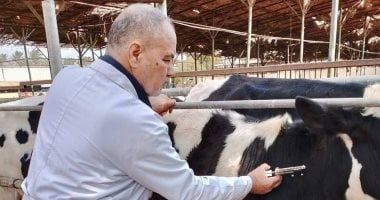 تحصين 151 ألف رأس ماشية ضد أمراض الحمى القلاعية والوادى المتصدع