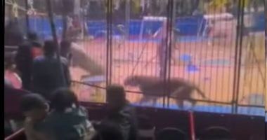 أسد يهاجم أحد العاملين فى سيرك بطنطا ويصيبه بجروح متفرقة