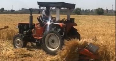 يطلق عليه محصول الطاقة.. كل ما تريد معرفته عن زراعة الشعير