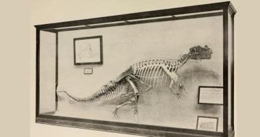 تكنولوجيا: اكتشاف أحفورة عمرها 444 مليون عام فى جنوب إفريقيا: لغز علمى جديد