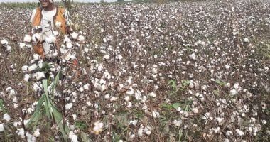 معهد القطن: الخريطة الصنفية لمحصول هذا العام يتم توزيعها وفقا لدرجات الحرارة