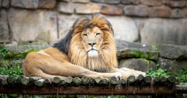 6 أسباب لحوادث افتراس المدربين أو العمال من الأسود.. طبيب بيطرى يوضح